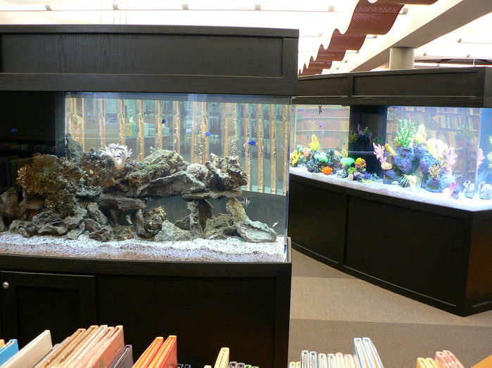 Two large aquariums with fish and coral inside the Allen County Public Library.